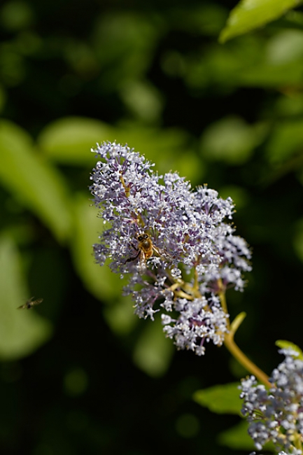 Jardin des Impressionnistes-144